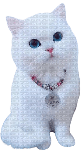 white cat - бесплатно png