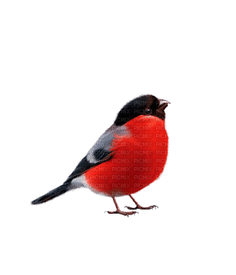 bullfinch    снегирь  птичка - Bezmaksas animēts GIF