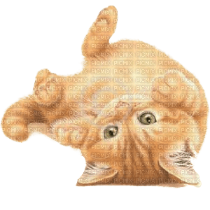 Katze, rot, kitten, red - δωρεάν png