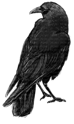 Ravens - PNG gratuit