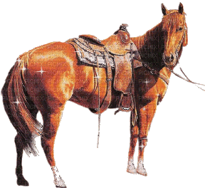 western horse, i think an american quarter - GIF animado gratis