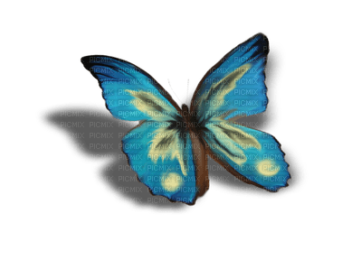 Kaz_Creations Deco Butterflies Butterfly   Colours