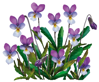 Y.A.M._Summer Flowers Decor - Nemokamas animacinis gif
