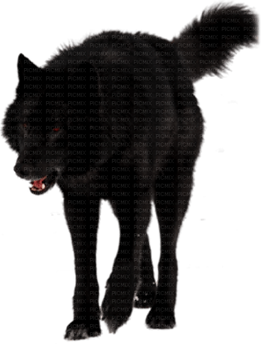 black wolf by nataliplus - besplatni png
