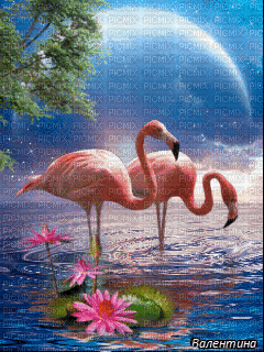 Flamingo bp - Ilmainen animoitu GIF