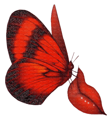 papillonGS - Kostenlose animierte GIFs