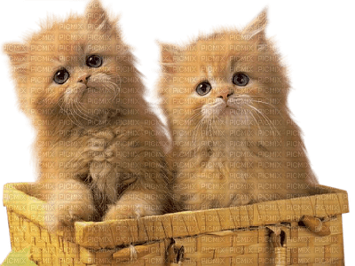 patymirabelle chatons - PNG gratuit