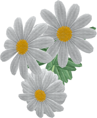 fleur - bezmaksas png