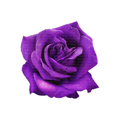 kikkapink deco scrap purple rose flower - ücretsiz png