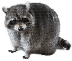 raccoon bp - zadarmo png
