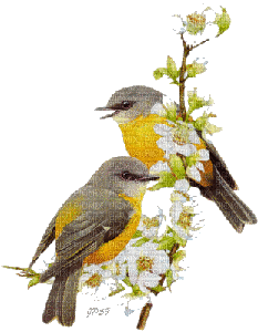 Spring. Birds. - Free animated GIF