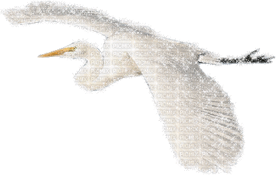 Stork - Бесплатный анимированный гифка