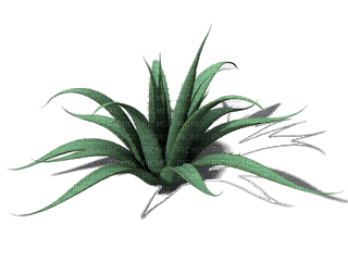 succulent plants bp - бесплатно png