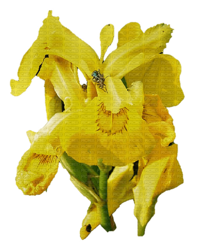 Wasserlilie - png grátis