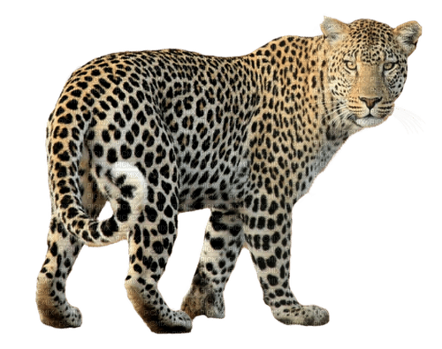 leopard milla1959 - безплатен png
