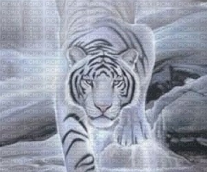 Tiger - kostenlos png