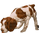 chien/clody - Бесплатный анимированный гифка