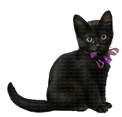 katt-cat-animal-minou52 - png gratis
