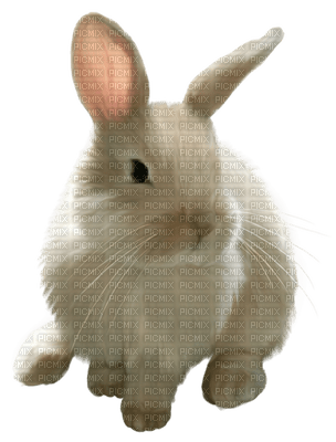rabbit - zdarma png