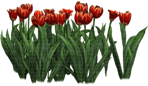 Flores rojas - фрее пнг