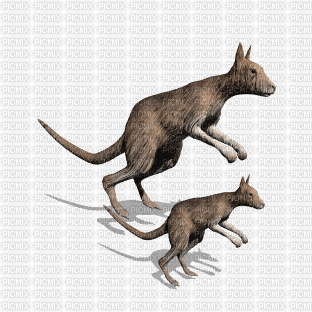 kangaroos - GIF animado gratis