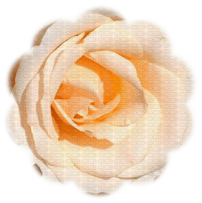 trandafir - png ฟรี