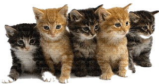 5 kittens - Free PNG