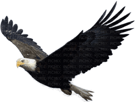 hawk katrin - Free PNG