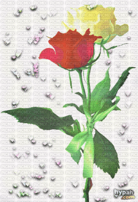 rózsák - GIF animado gratis