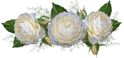 ruusu, rose, kukka, fleur, flower - ücretsiz png