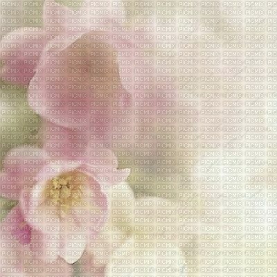 Background Spring Blossom - gratis png