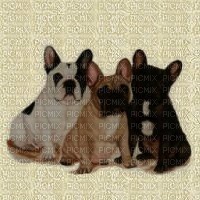 Bulldog Francês - kostenlos png