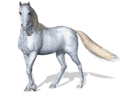 cheval blanc - PNG gratuit