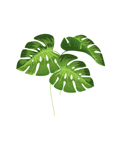 ✶ Plant {by Merishy} ✶ - nemokama png
