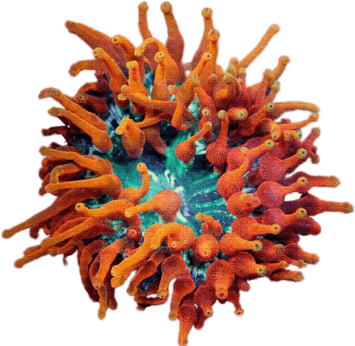sea anemone coral - bezmaksas png