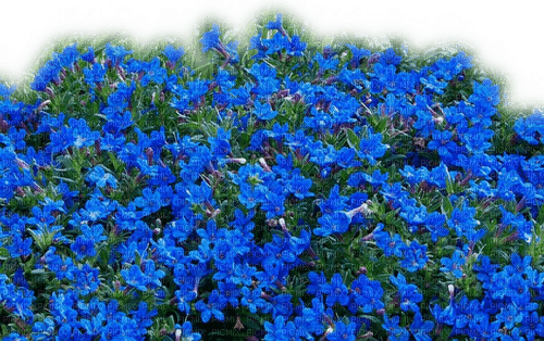 Rena blaue Blumen Flowers transparent - ücretsiz png