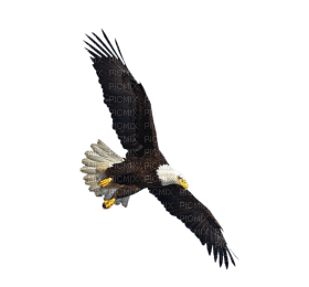 Kaz_Creations Eagle Bird - zdarma png