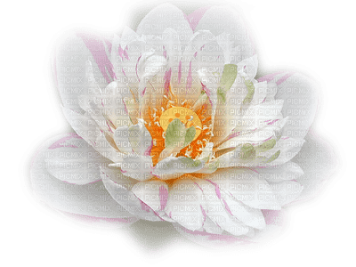 rosa branca - png grátis