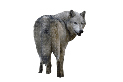 wolf - ingyenes png