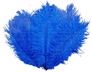 blue feathers - ücretsiz png