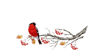 zima ptaki - Безплатен анимиран GIF