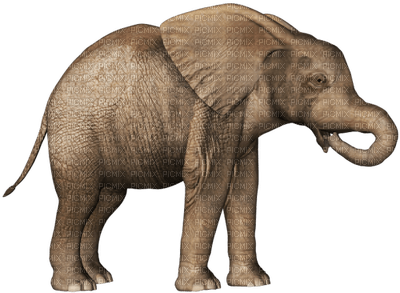Kaz_Creations Animals Animal Elephants Elephant - png ฟรี
