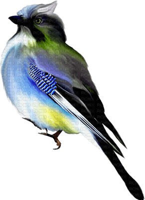 Kaz_Creations Bird Birds - Free PNG