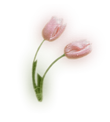 tulips laurachan - zdarma png