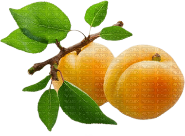 fruit apricots bp - PNG gratuit