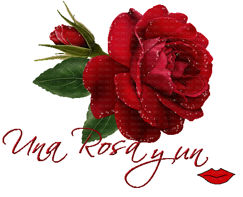 MMarcia gif flor fleur rosa rose flower red - Gratis animerad GIF