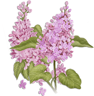 soave deco flowers branch spring lilac purple - δωρεάν png