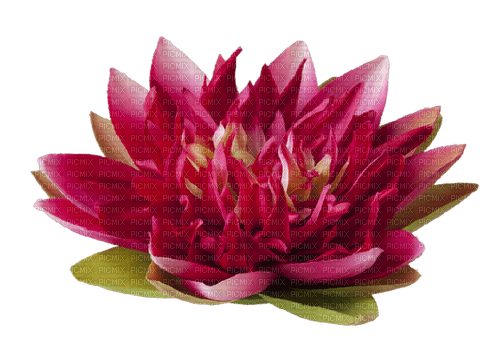 Lotus - δωρεάν png