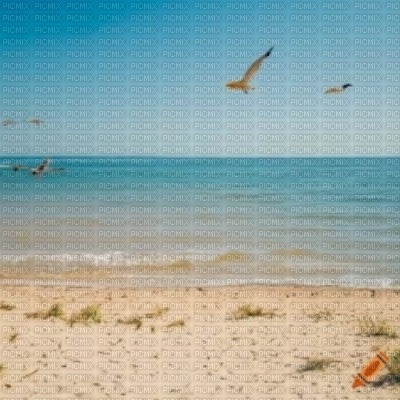 Beach with Seagulls - PNG gratuit
