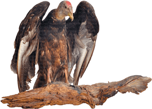 gala birds - Free PNG
